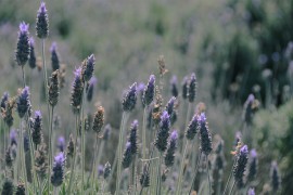 Lavanda vam treba u kući, pomaže smirivanju mnogih tegoba