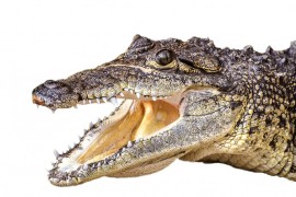 Nesvareni dinosaurus u utrobi krokodila - čudesno otkriće naučnika