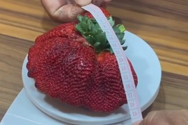 Uzgojena najteža jagoda na svijetu