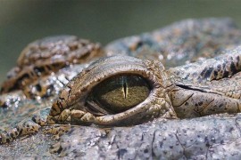 Zašto se kaže "krokodilske" suze