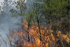 Gorjeli poljoprivredno gazdinstvo u Prnjavoru i šuma u Novom Gradu