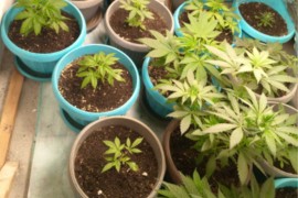 Pronađena droga i improvizovana laboratorija, uhapšen muškarac