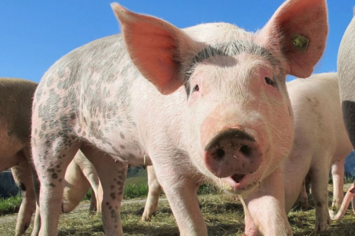 Počinje uzgoj svinja, donora za transplantacije srca