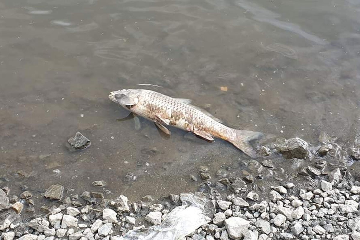 Rijeka Spreča ostaje bez ribe