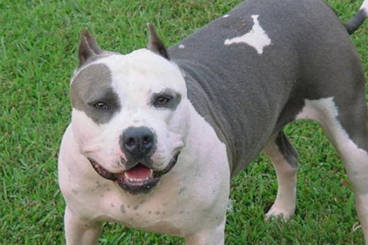 Pitbul napao dvoje djece