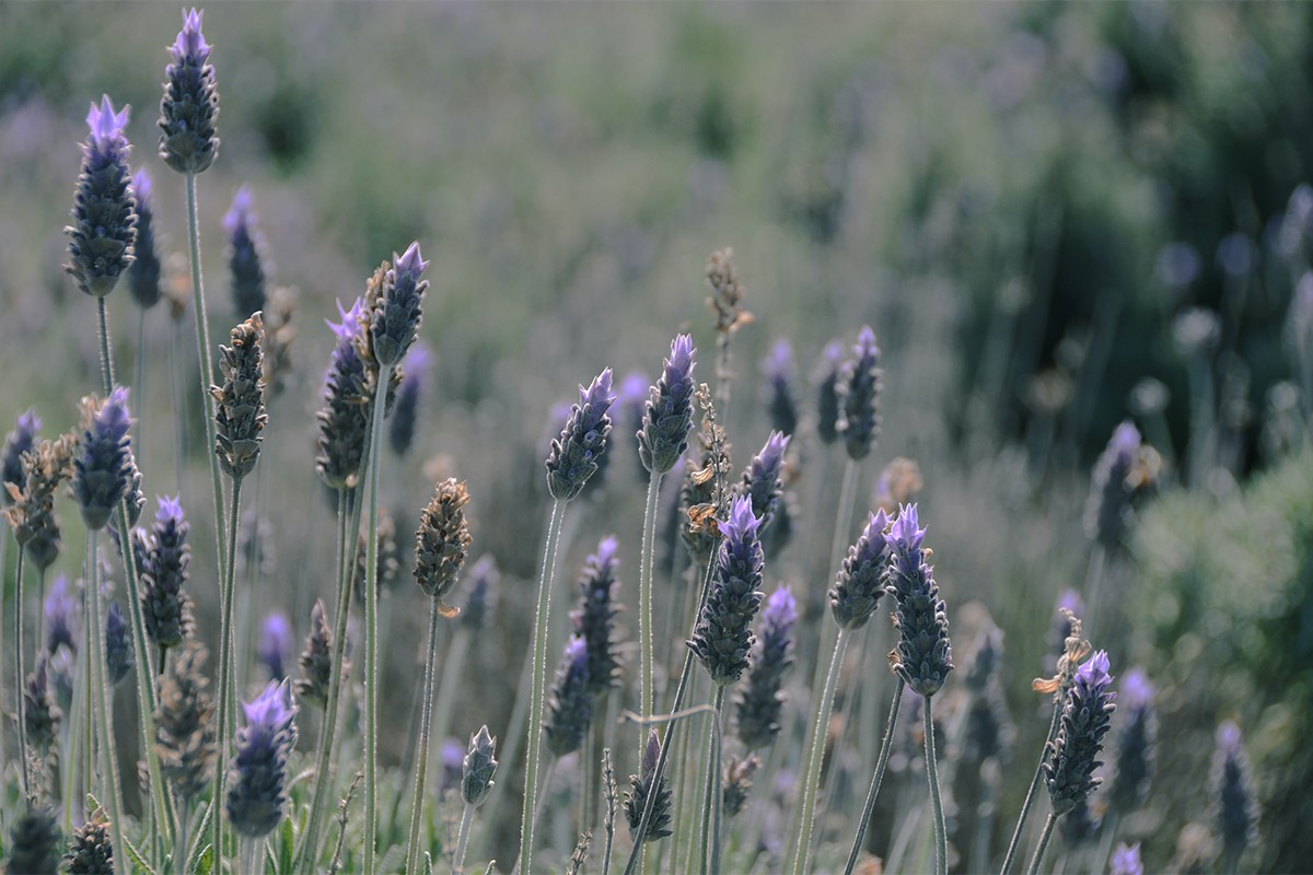 Lavanda vam treba u kući, pomaže smirivanju mnogih tegoba