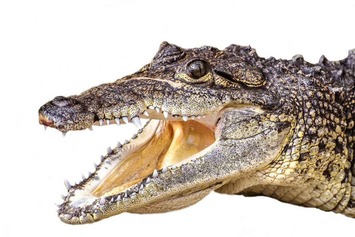 Nesvareni dinosaurus u utrobi krokodila - čudesno otkriće naučnika