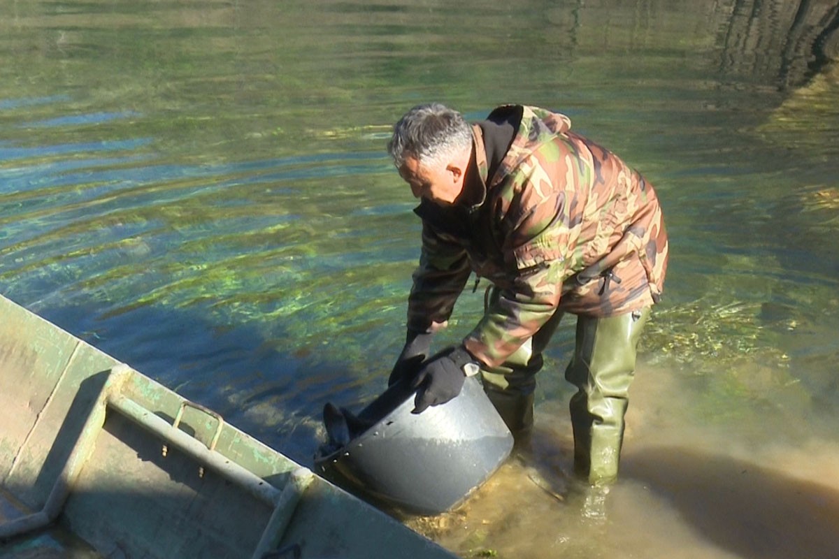 Dabar bogatiji za 500 kilograma potočne pastrmke