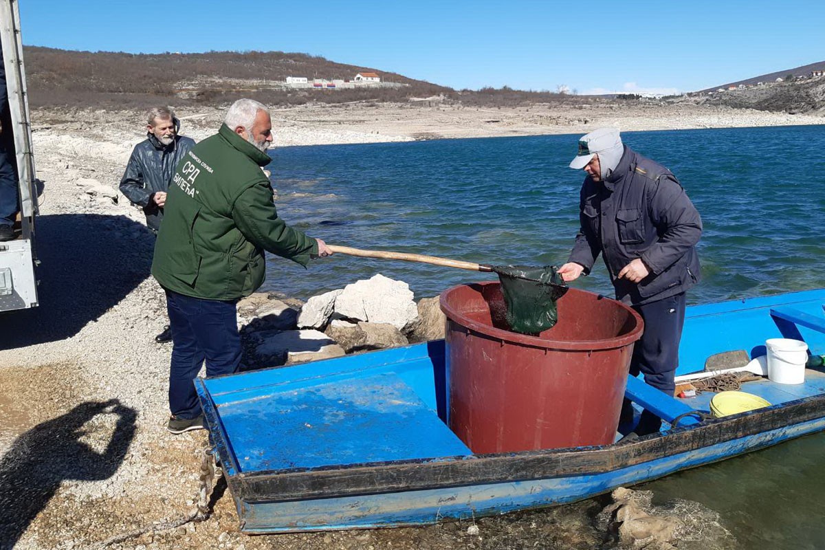 Poribljavanje Bilećkog i Goričkog jezera kod Trebinja