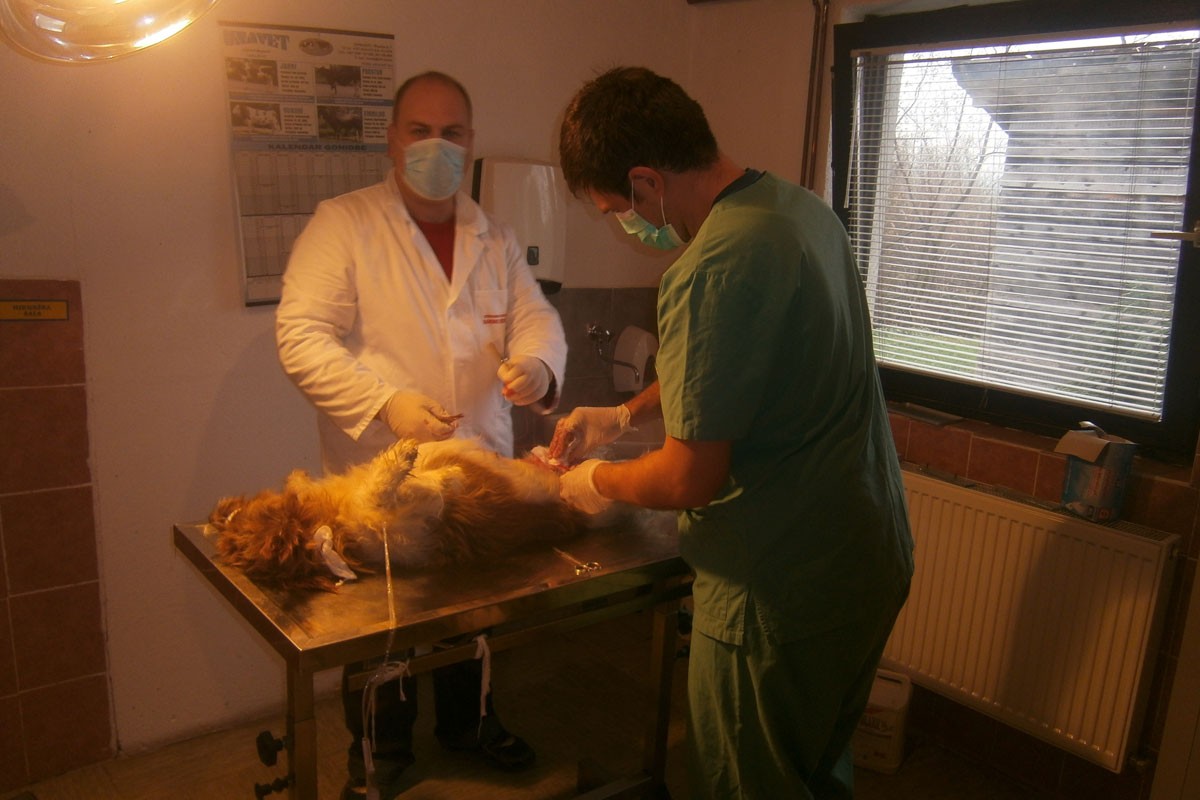 Počela sterilizacija pasa, pogodnosti za vlasnike