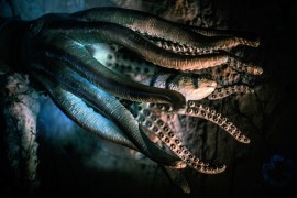 Nove analize fosila: Hobotnice su postojale prije dinosaurusa