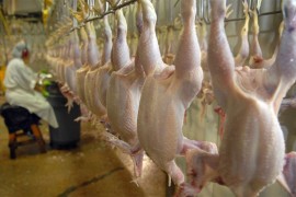 Visoke cijene žitarica gase peradarski sektor