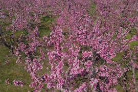 Svake godine predio u Grčkoj postane "roze more"