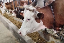 Poljoprivrednici ne znaju kako će da kupe sjemena, đubrivo i gorivo