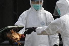 Epidemija ptičijeg gripa kod bugarske granice