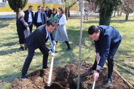 Hiljadu platana za ljepše Trebinje