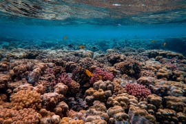 Veliki koraljni greben 'blijedi' zbog klimatskih promjena