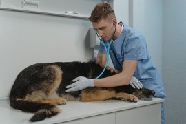 Veterinari dižu cijene usluga do 20 odsto