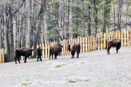 Evropski bizoni ponovo pasu na Fruškoj gori