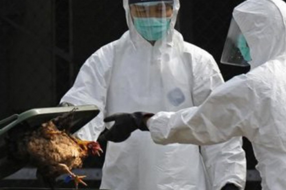 Epidemija ptičijeg gripa kod bugarske granice