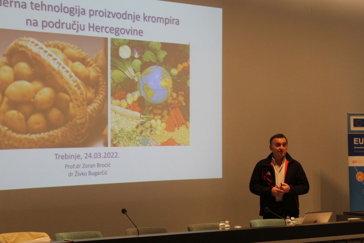 Hercegovina pogodna za dvostruku žetvu krompira