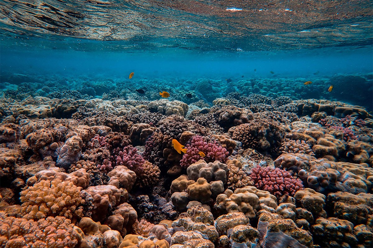 Veliki koraljni greben 'blijedi' zbog klimatskih promjena
