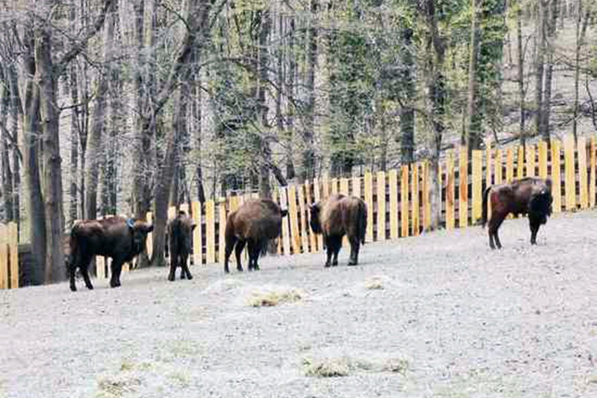 Evropski bizoni ponovo pasu na Fruškoj gori