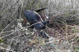 Mrtva krava nadomak rijeke Trebišnjice
