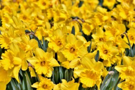 Šta uraditi da narcisi bolje cvjetaju