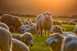 Potvrđena bruceloza kod ljudi i ovaca