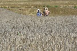 U BiH uvezene iste količine žitarica, a skuplje za 12 miliona