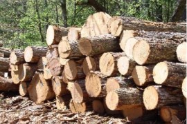 Bespravno posjekao trupce jele i smrče