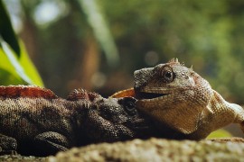 Petina reptilskih vrsta pred izumiranjem