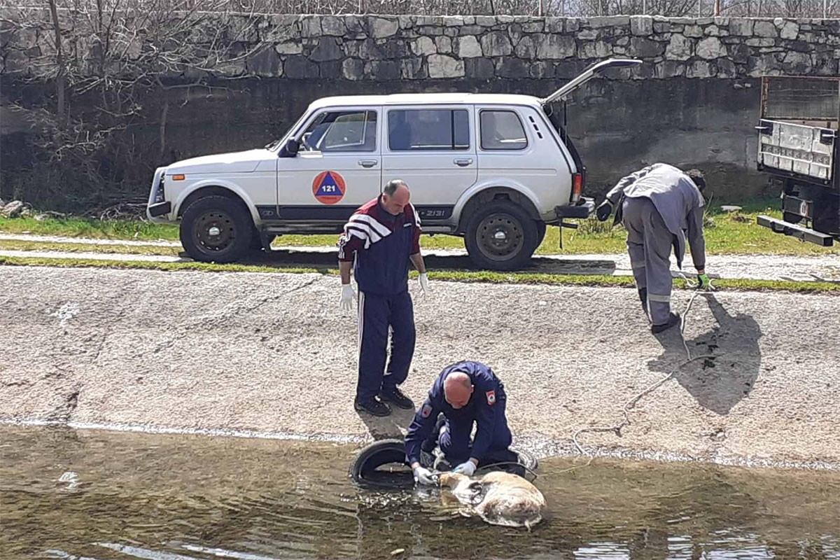 Leš uginule svinje uklonili iz Trebišnjice