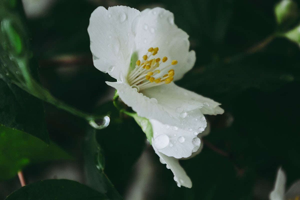 Kako se njeguje i održava jasmin