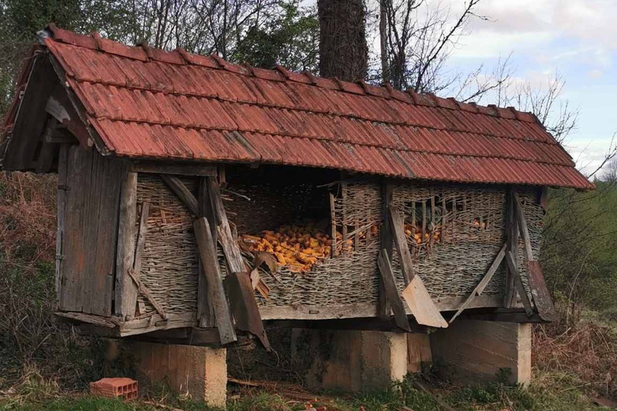 Gospodar grmečkih šuma provalio u kukuruzanu i počastio se kukuruzom