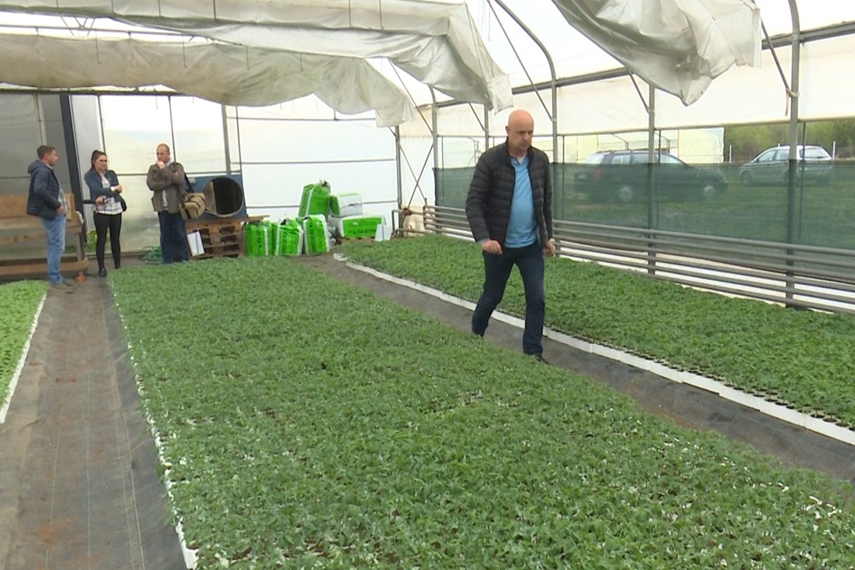 Rekordna proizvodnja rasadnog materijala zadruge "Agrisan"
