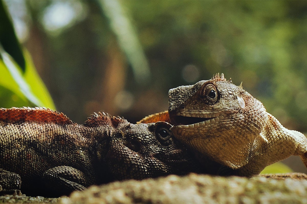Petina reptilskih vrsta pred izumiranjem