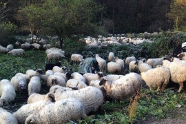 Nomadska stada prave štetu, zabranjena ispaša na oranicama i livadama