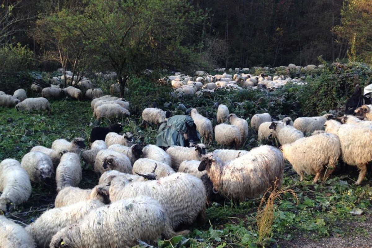 Nomadska stada prave štetu, zabranjena ispaša na oranicama i livadama