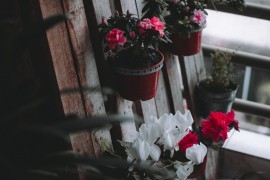 5 vrsta najotpornijeg balkonskog cvijeća