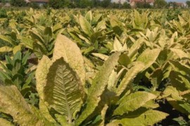 UIO zaprimila 72 inforamacije o nelegalnoj prodaji duvana i cigareta