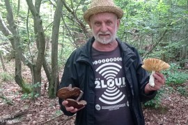 Kiša može uticati na izgled gljiva i prevariti i iskusnije sakupljače
