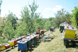 Pčelari zadovoljno trljaju ruke: Prinos bagremovog meda do 15 kg po ...