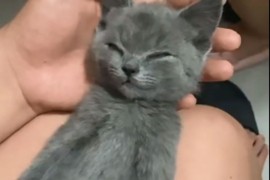 Pogledajte urnebesnu reakciju mačeta kada ga je probudio miris hrane
