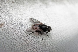 Opasnija od komaraca i krpelja: Muva može prenijeti mnogo ozbiljnih ...