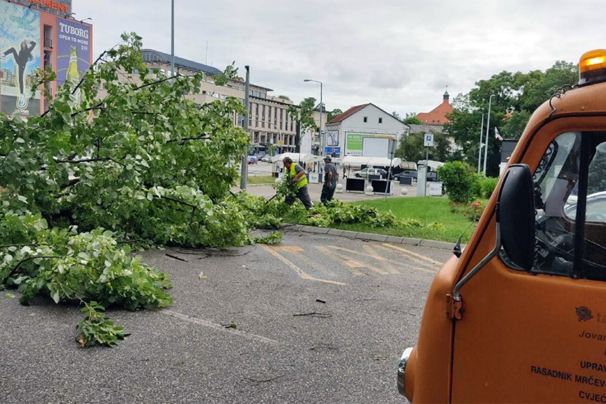 Oštećeno više stabala u Banjaluci