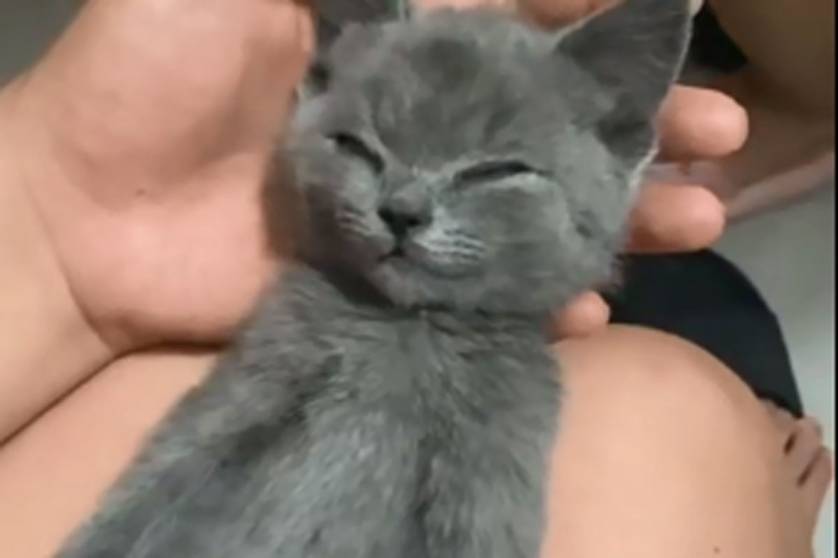 Pogledajte urnebesnu reakciju mačeta kada ga je probudio miris hrane
