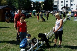 Korona napunila dvorišta i stanove psima