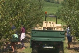 Majevička šljiva i ove godine na evropskom tržištu